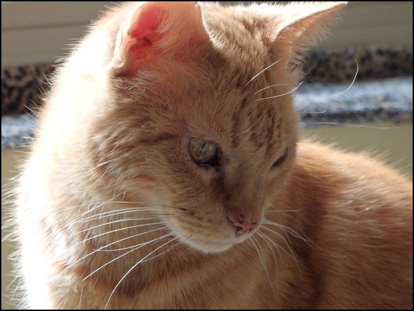 Jerry orange tabby cat contemplating